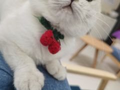 -鼓捣猫呢主题猫咖店