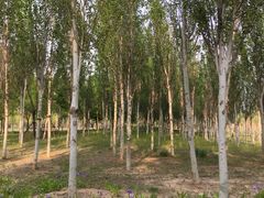 -东郊湿地公园