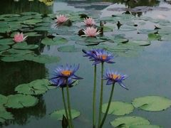 -国家植物园南园