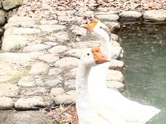-小小饭店·休闲农庄·安吉松树林里的农家菜