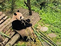 -黔灵山公园