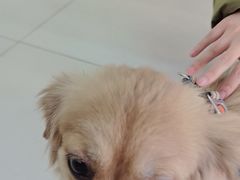 -全心全意连锁动物医院·微创中心·内科急重症·心脏专科(丰管路店)