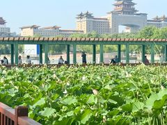 -莲花池公园