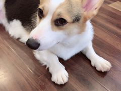 -柯斗斗主题餐厅·狗咖·围炉煮茶·茶饮(国瑞升平里店)