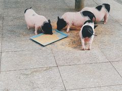 -西霞口神雕山野生动物世界