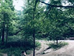 -白水寺森林公园