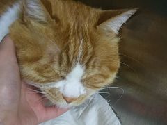 -康乐宝动物医院