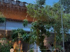 -曲廊院(东四十一条店)