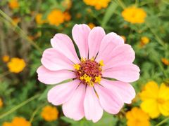 -前小桔亲子创意农场·草莓采摘·露营烧烤