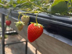 -甜心庄园·甜心草莓采摘园(西青中北店)