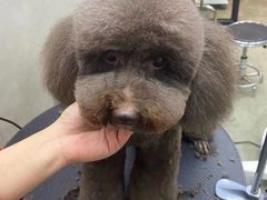 -PETKIT小佩宠物·低压洗护(国顺东路店)