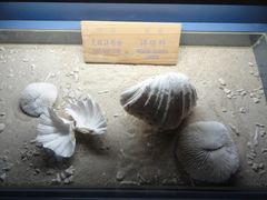 -亚龙湾中心广场·贝壳馆