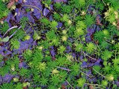 -桤木河湿地公园