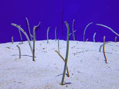 -上海海洋水族馆