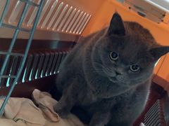 -北京观赏动物医院·24小时大型综合·猫专科·异宠专科