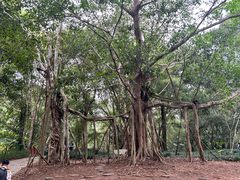-中国科学院西双版纳热带植物园