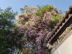 -深圳国际园林花卉博览园