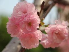 -天适樱花悠乐园