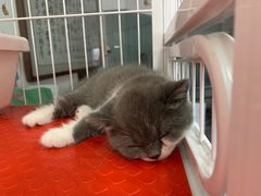 -我爱猫咪·猫咖·狗咖·安哥拉兔·羊驼咖(小寨华旗店)