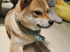 -逗柴咖啡屋·狗咖猫咖宠物桌游