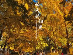 -三里屯东五街银杏大道