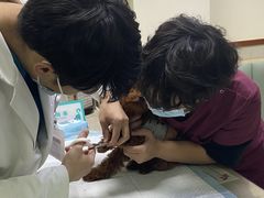 -艾贝尔宠物诊疗