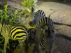 -清迈夜间动物园