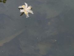 -望江楼公园
