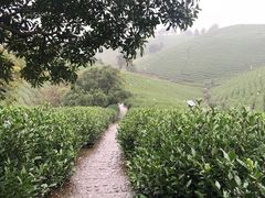 -帐篷客·溪龙茶谷度假酒店