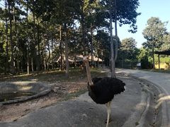 -清迈夜间动物园