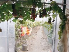 -马陆小张葡萄园农家乐