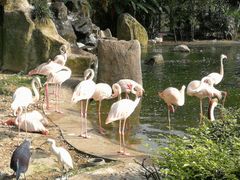 -吉隆坡雀鸟公园