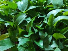 -洛阳宴·洛阳菜(南昌路店)
