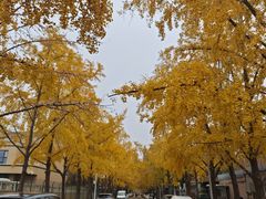-三里屯东五街银杏大道