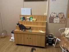 -唐小姐の私宠·宠物洗护美容·撸猫馆·购宠(周浦万达旗舰店)