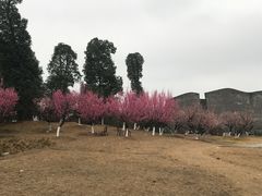 -秀丽东方
