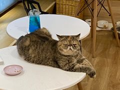 -滚猫咖啡·猫咖·猫友好撸猫(未来城店)