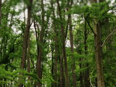 -上海共青森林公园