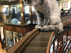 -more than meow吴止猫主题餐厅(承德 中船汇店)