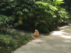 -青枫公园