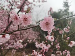 -香雪海