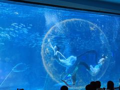 -海合安成都极地海洋公园