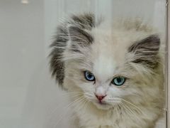 -青奢宠物·青奢猫舍