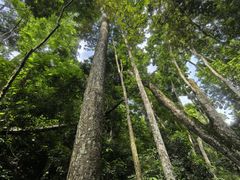 -西双版纳原始森林公园