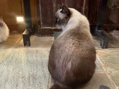 -猫咪博物馆(顶澳仔猫街店)