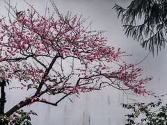 -岳王庙