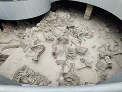 -自贡恐龙博物馆