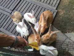 -采粤轩中餐厅(惠州金海湾喜来登度假酒店)