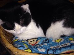 Anne猫窝咖啡屋-Anne猫窝咖啡屋