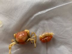 -宾朋海鲜美食特色餐厅·纯手工鲅鱼水饺(兴海路店)